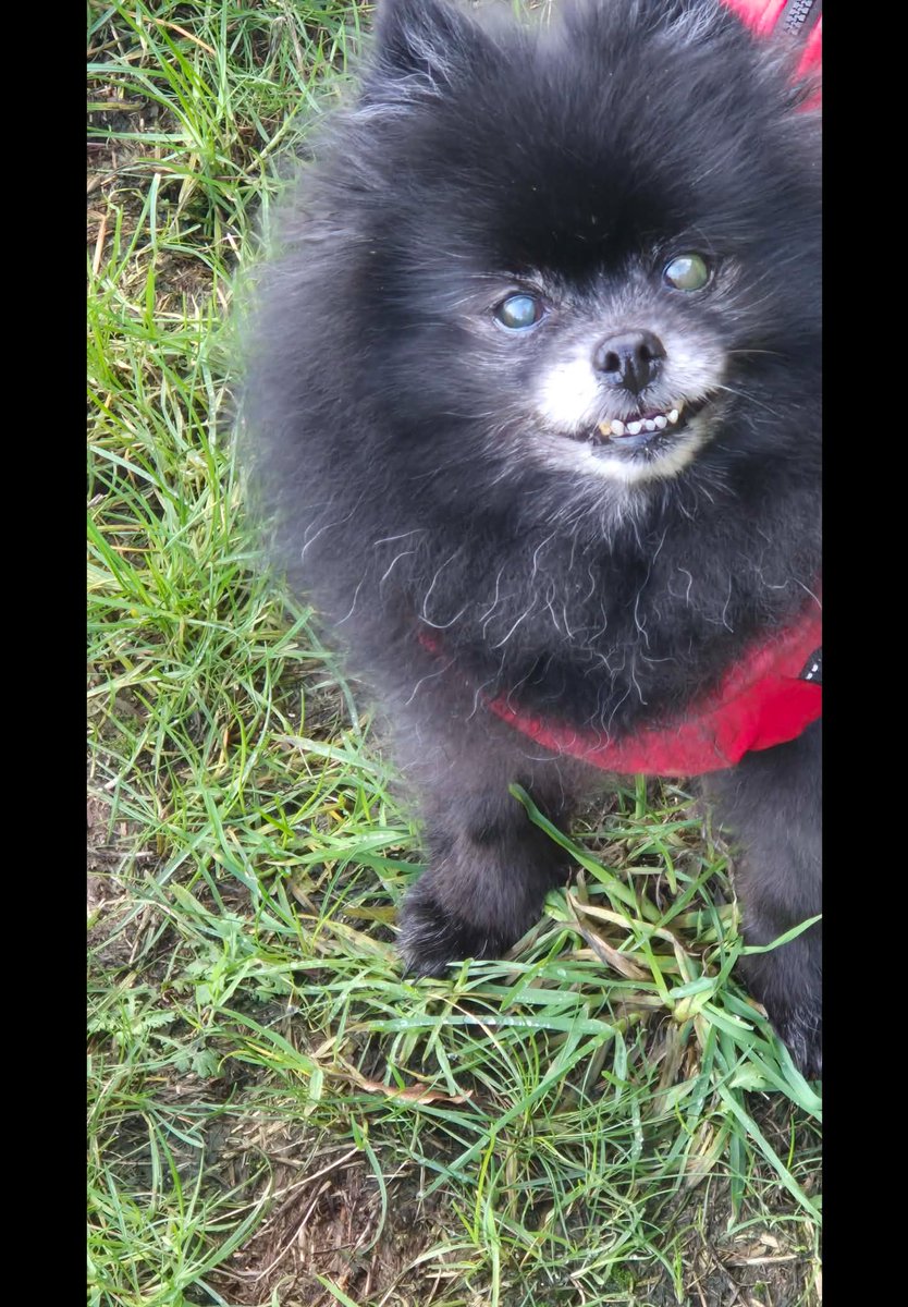 Just left this little girl at the vets as she is having a mass removed from her leg and some teeth removed. While signing the permission form, nurse asked me if I wanted them to perform CPR should Emmy crash under GA? What kind of shit ass question is that? You save her life!!!!!