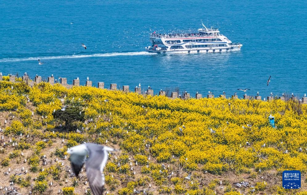 PDChinese's tweet image. 【山東榮成：鷗鳥翔集引客來】眼下，山東省榮成市海驢島上油菜花綻放，數萬隻黑尾鷗在此棲息繁衍，優美的生態畫卷吸引眾多遊客乘坐游輪前往海驢島海域休閒遊玩。