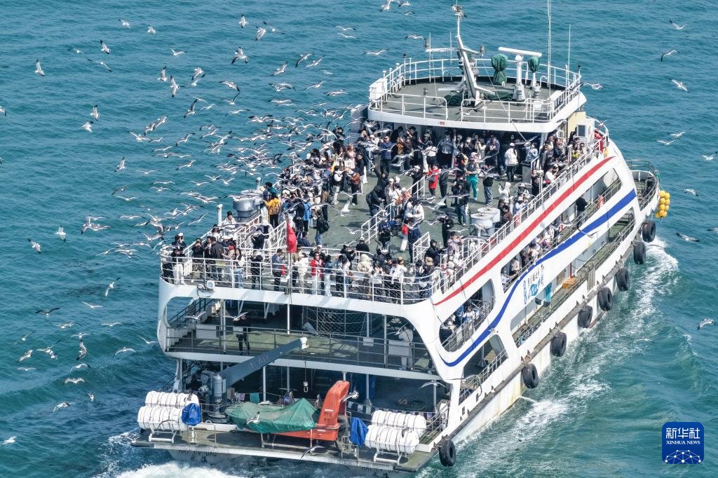 PDChinese's tweet image. 【山東榮成：鷗鳥翔集引客來】眼下，山東省榮成市海驢島上油菜花綻放，數萬隻黑尾鷗在此棲息繁衍，優美的生態畫卷吸引眾多遊客乘坐游輪前往海驢島海域休閒遊玩。