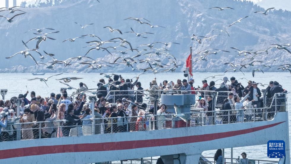 PDChinese's tweet image. 【山東榮成：鷗鳥翔集引客來】眼下，山東省榮成市海驢島上油菜花綻放，數萬隻黑尾鷗在此棲息繁衍，優美的生態畫卷吸引眾多遊客乘坐游輪前往海驢島海域休閒遊玩。