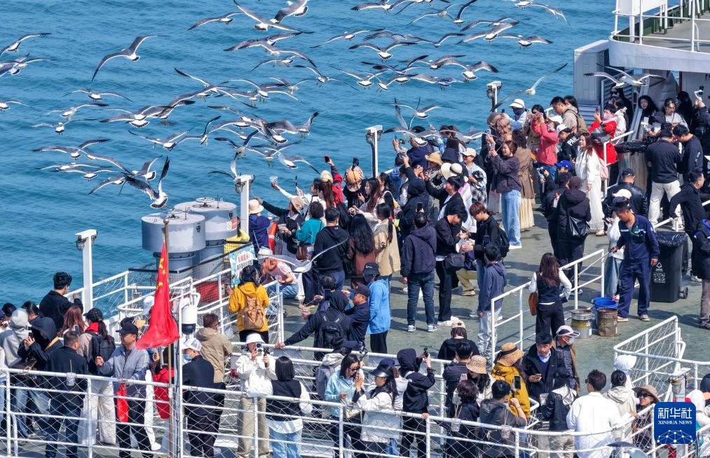 PDChinese's tweet image. 【山東榮成：鷗鳥翔集引客來】眼下，山東省榮成市海驢島上油菜花綻放，數萬隻黑尾鷗在此棲息繁衍，優美的生態畫卷吸引眾多遊客乘坐游輪前往海驢島海域休閒遊玩。