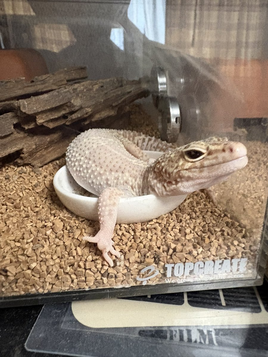 🦀ぴらふ tweet media