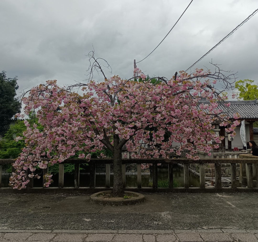 ペーター tweet media