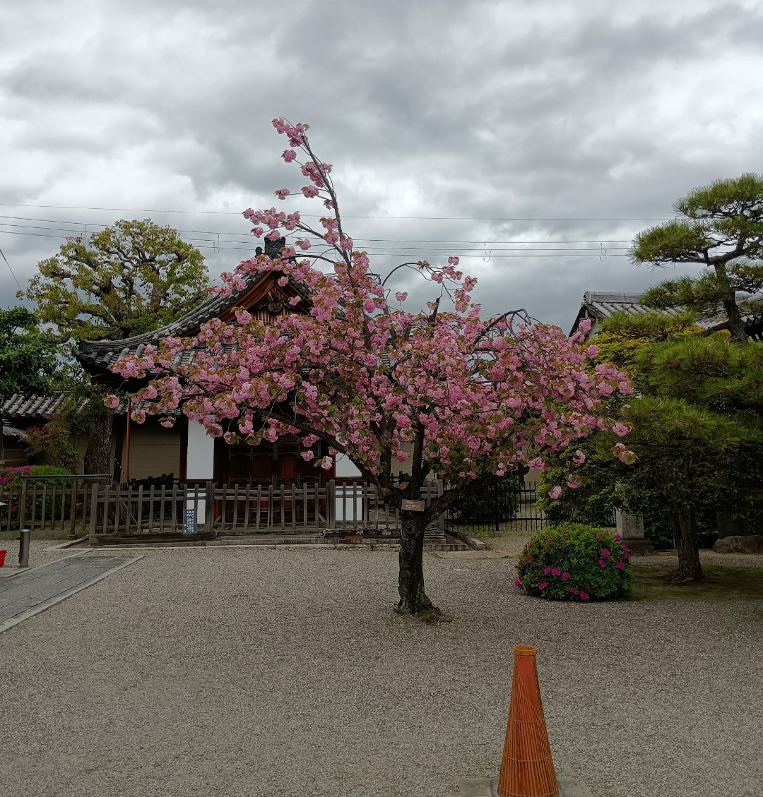 ペーター tweet media