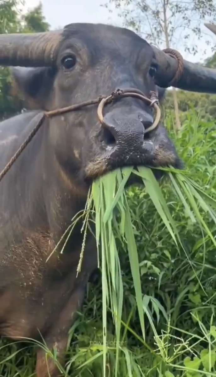 Dr. Mete Akyol® tweet media