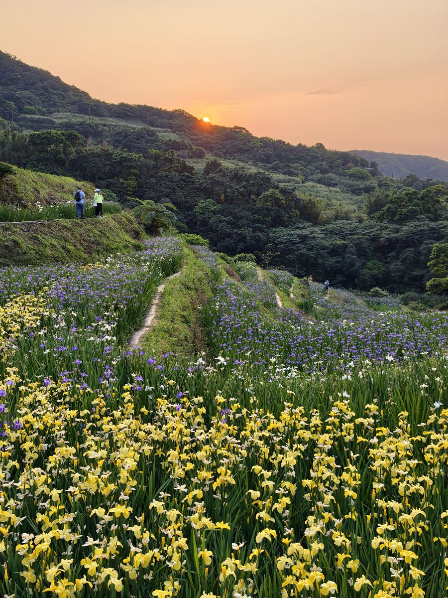 NewTaipeiGov's tweet photo. 🌾Fields of #irises are in full bloom in #Shimen, #NewTaipei. Set among layered stone terraces⛰️, the mix of purple, blue, white, and yellow flowers creates a scene reminiscent of Van Gogh’s Irises, making it a perfect spot for spring viewing.💐 https://t.co/B3XOsFqm6n