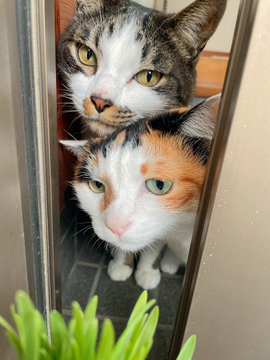 むらた tweet media