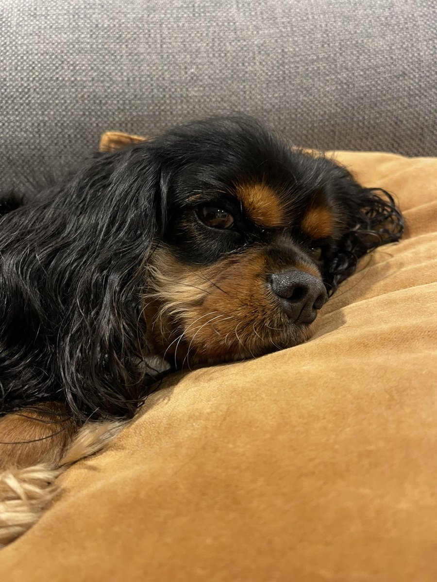 Poppy🇳🇿 tweet media