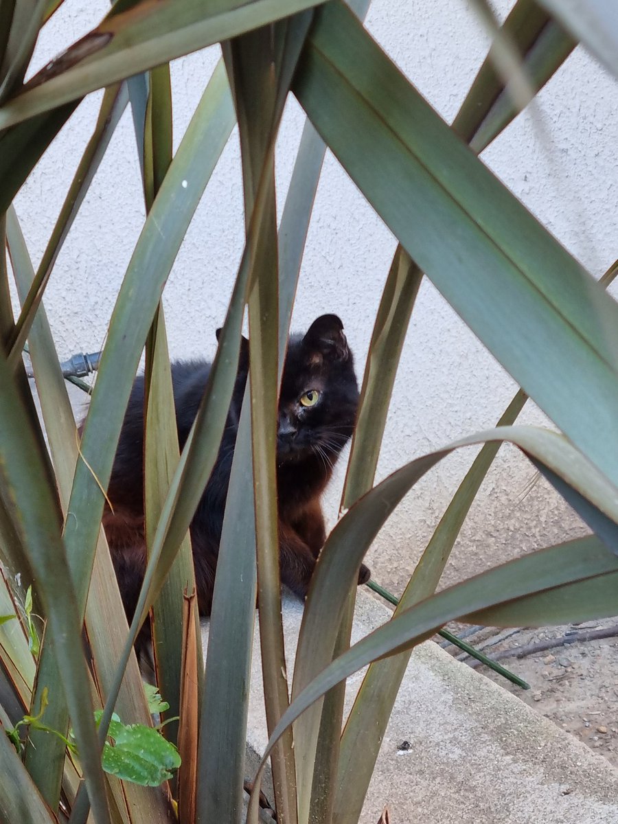 Sassukee tweet media