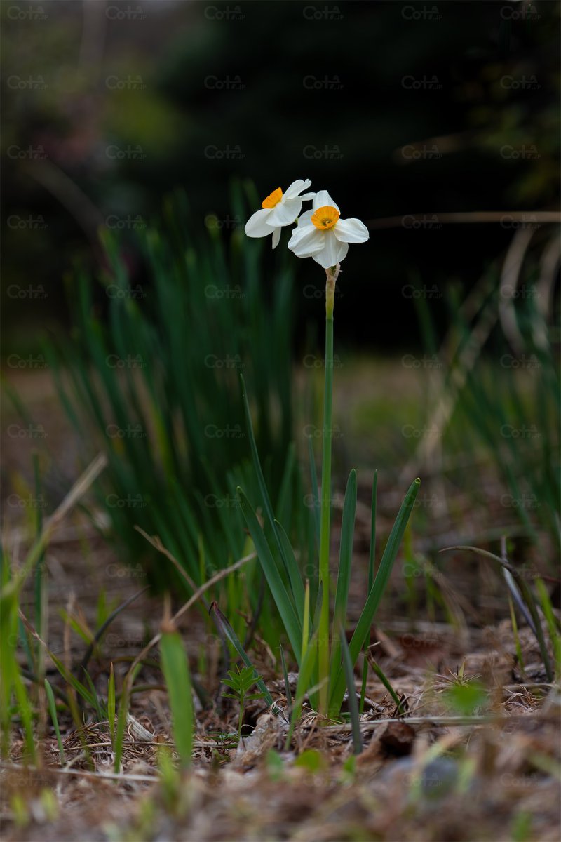 根菜サラダチキンラップを食べて花の家へ向かう。駅前の桜の下に祖父母の面影が残る。春が手を引く。どこへ行っても、戸惑っても、遅れても。「早かったね」と笑って言うからね 
#訪問記録 

武蔵小金井に居ました。
cota.jp/now/67867 曇