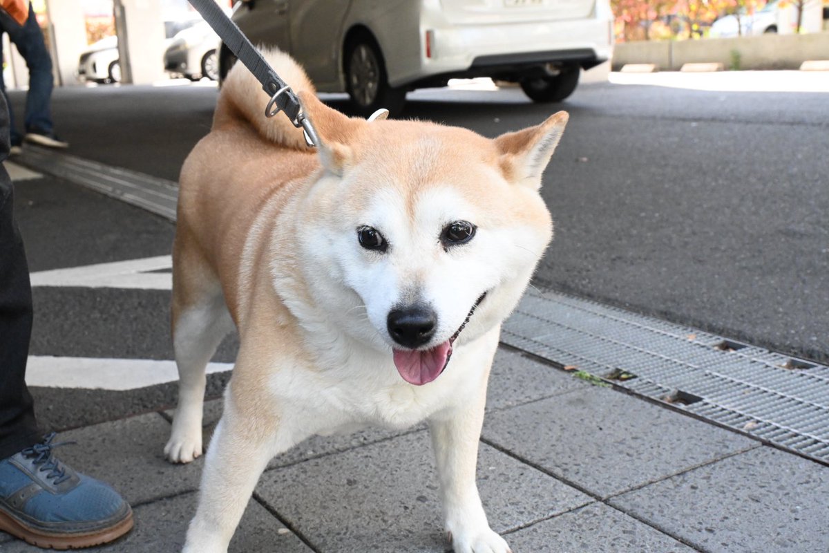 葛飾区 tweet media