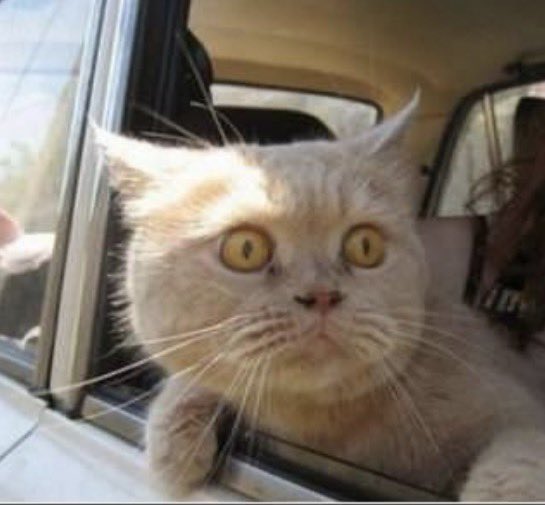 🇯🇵星空音夢🇯🇵🧀Cheese police 👮 tweet media