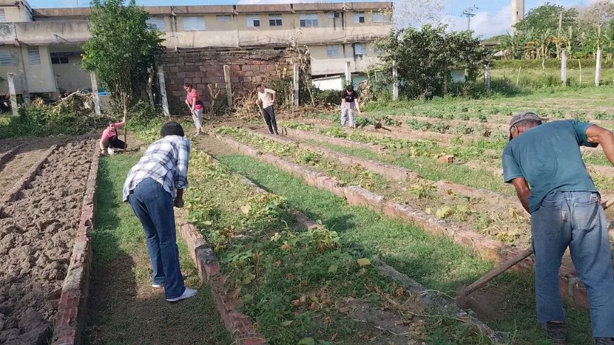 #LaPatriaSeDefiende. Cambio de labor de un grupo de estudiantes #GeneralisimoIPVCE en el organopónico del centro.  Alain el presidente #FeemDeCuba y jóvenes de la sede SB. AnaBetancourt participan en la limpieza y guataquea de canteros. #SomosCuba #ConFidelEnCadaAula