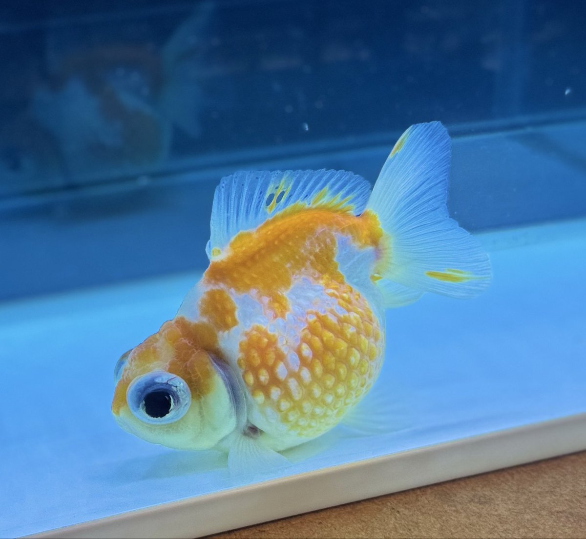 Mickey&Gon 新入荷情報 tweet media