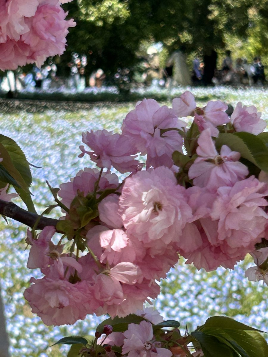 chiezou(ちえぞう) tweet media