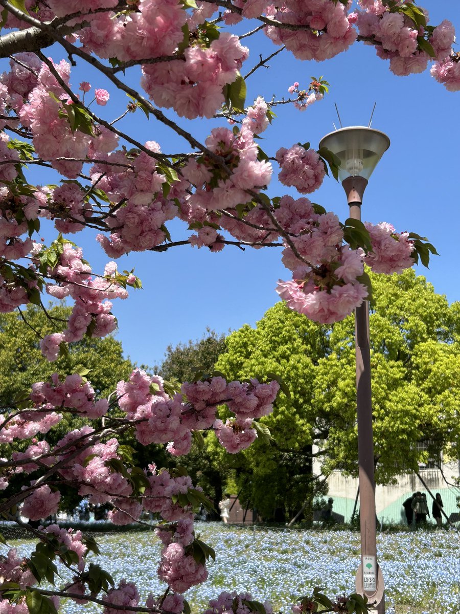 chiezou(ちえぞう) tweet media