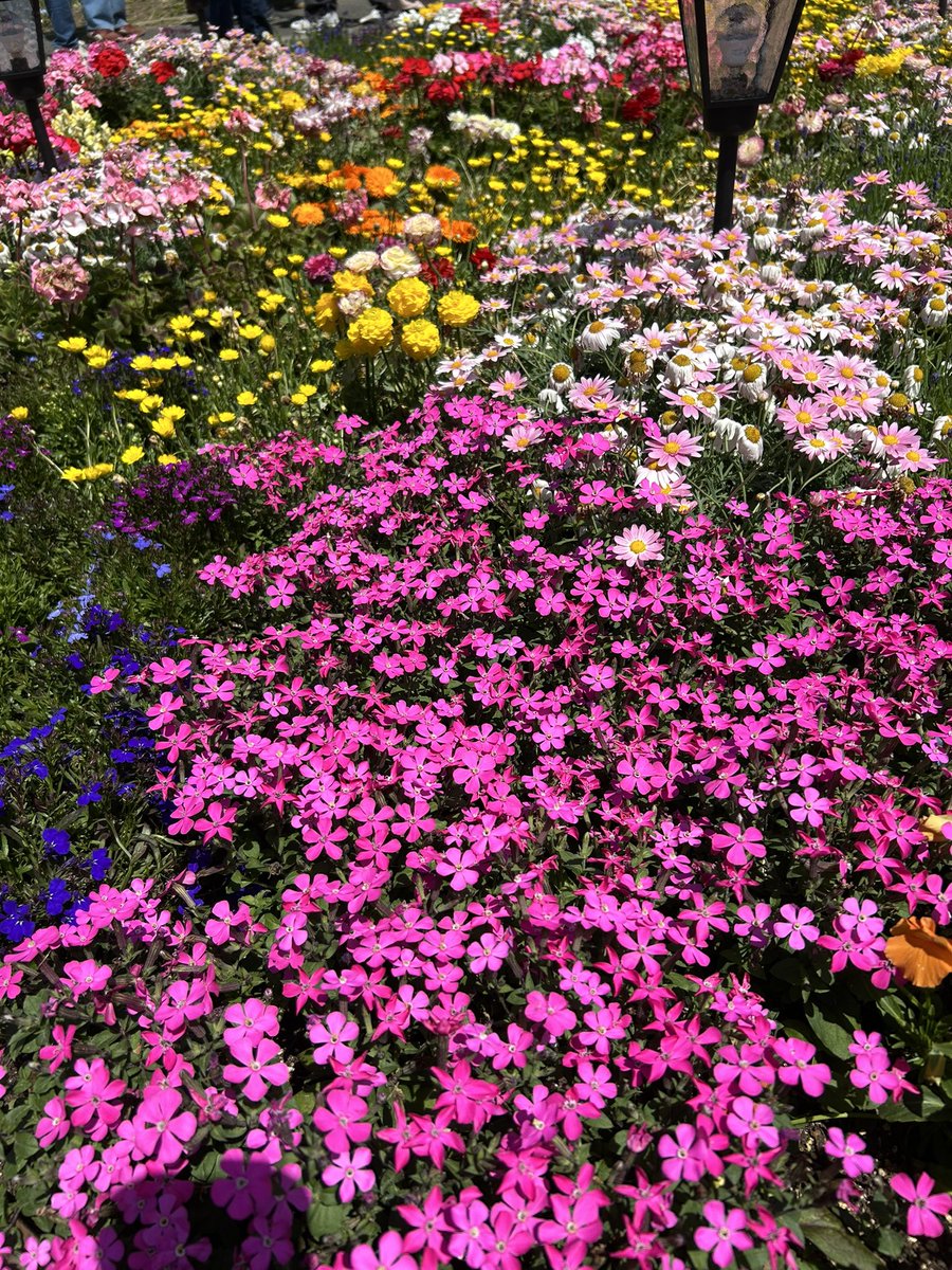 chiezou(ちえぞう) tweet media