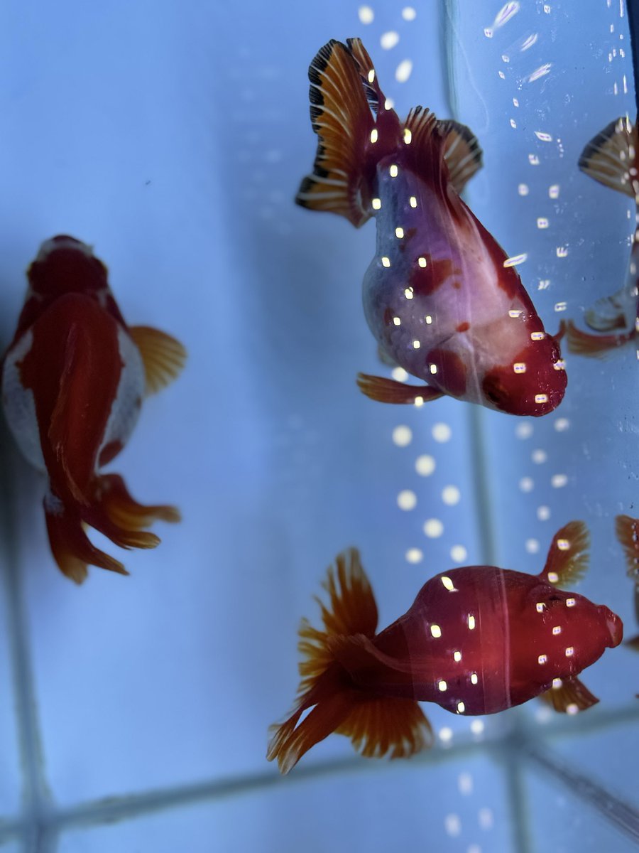 Mickey&Gon 新入荷情報 tweet media