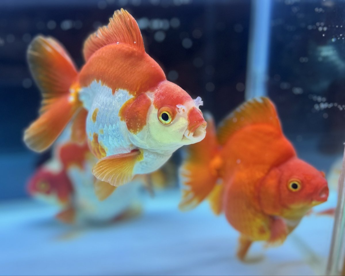 Mickey&Gon 新入荷情報 tweet media