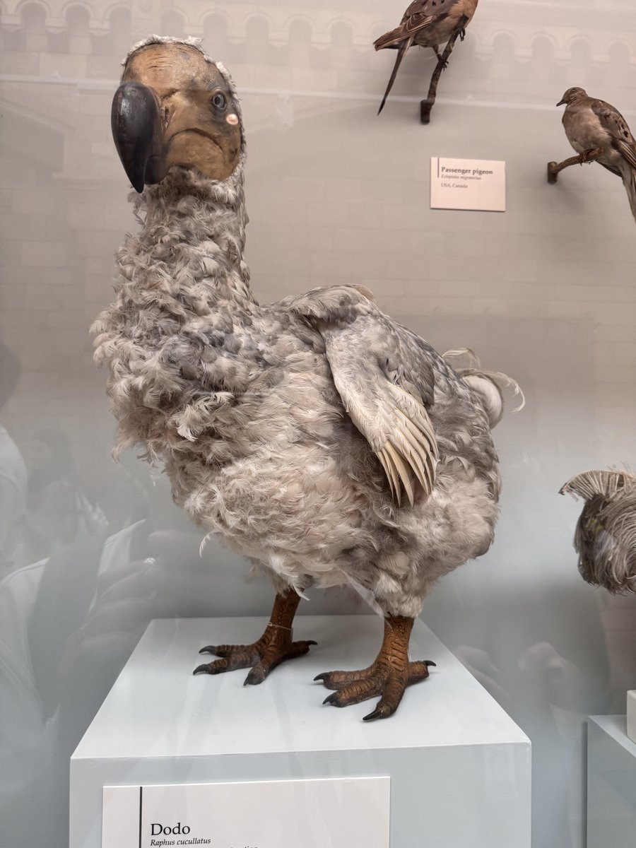 TOKYOMODELING@次回はWF2026s tweet media