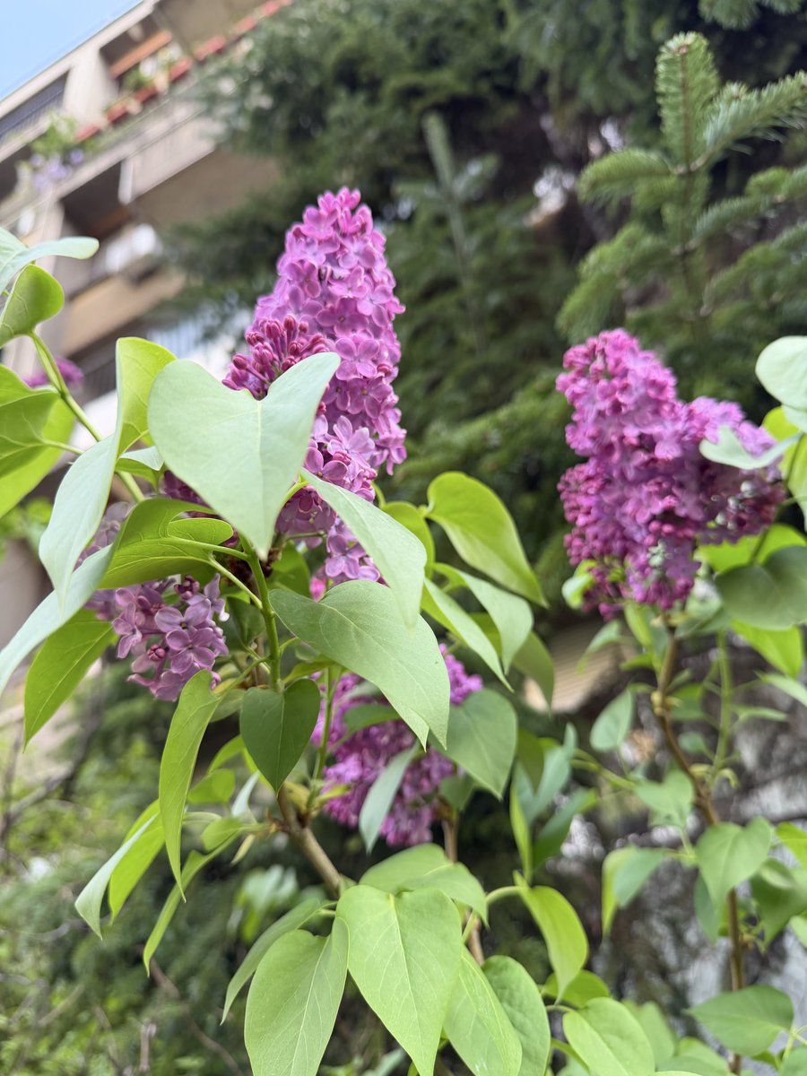 Milena Avramovic tweet media