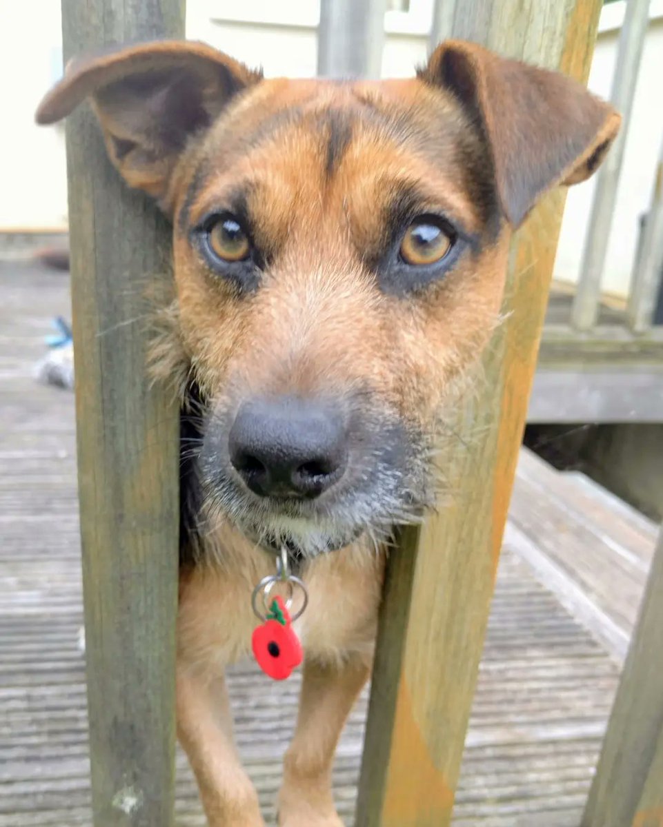 prouddevonian's tweet image. When you're in the garden, look up and.... 

"Whatcha doing?" #DopeyDug #BestMate