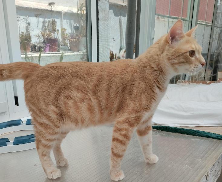 AdopFelinasVLC's tweet image. #CHAI se ha despertado con ganas de paseo por la terraza protegida, que hace un tiempo buenísimo 
🌞🌺
adopcionesfelinasvalencia.es/gatos-en-adopc…