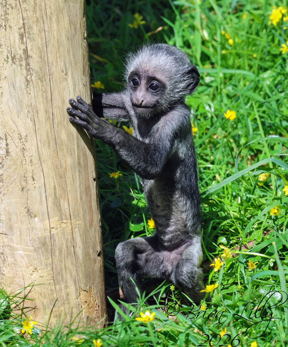 brglilly's tweet image. Baby Iroko out on the grass @PaigntonZoo #kingcolobus #primates