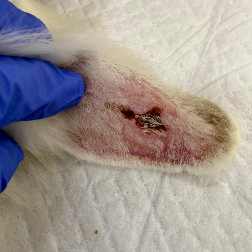 andreanimalidad's tweet image. #Denuncia 📍Palmira, Valle

Alcalde @victorramospal @AlcaldiaPalmira nos informan que en el Restaurante La Tinaja (donde hace poco un caballo mató a una niña) mantienen enjaulados a unos conejitos en pésimas condiciones. 

¿Por qué permitirles a esas personas que sigan teniendo