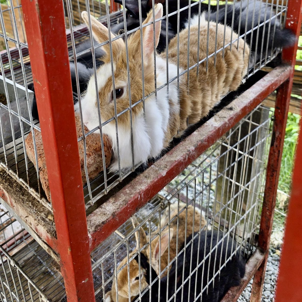 andreanimalidad's tweet image. #Denuncia 📍Palmira, Valle

Alcalde @victorramospal @AlcaldiaPalmira nos informan que en el Restaurante La Tinaja (donde hace poco un caballo mató a una niña) mantienen enjaulados a unos conejitos en pésimas condiciones. 

¿Por qué permitirles a esas personas que sigan teniendo
