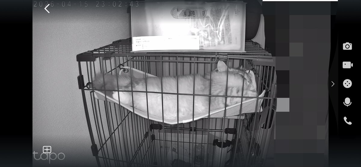 夜勤中猫何してるかな~~~ってカメラ見たらめちゃくちゃ寛いでて笑う
主はお前の飯代沢山稼いで早く帰るからな
