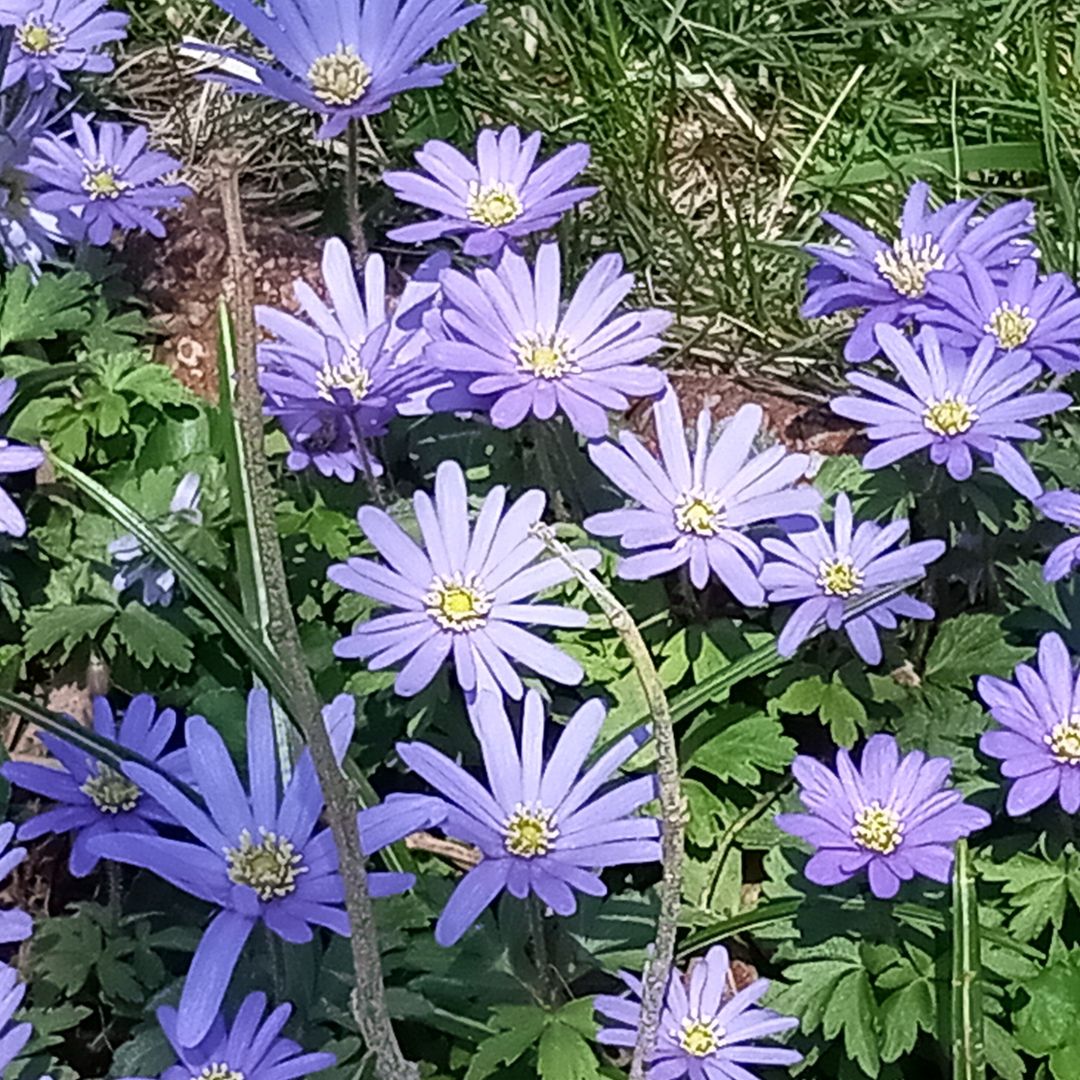 writerinturmoil's tweet photo. Spring has truly arrived. 🌷

#originalphotography #photography #originalphoto #photo #naturephotography #naturephoto #flowers #trees #spring #wisconsin #April2026 https://t.co/kuoRsAlM9l