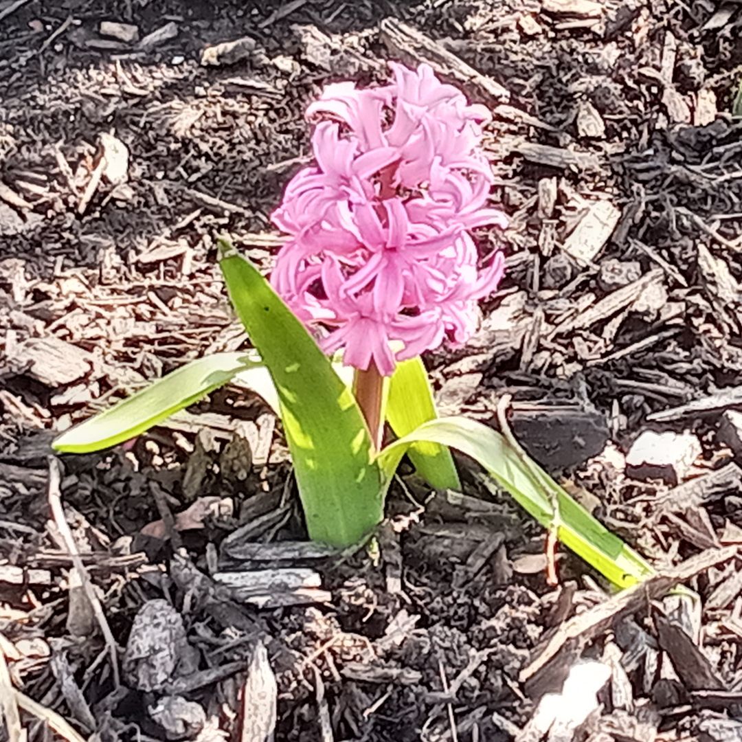 writerinturmoil's tweet photo. Spring has truly arrived. 🌷

#originalphotography #photography #originalphoto #photo #naturephotography #naturephoto #flowers #trees #spring #wisconsin #April2026 https://t.co/kuoRsAlM9l