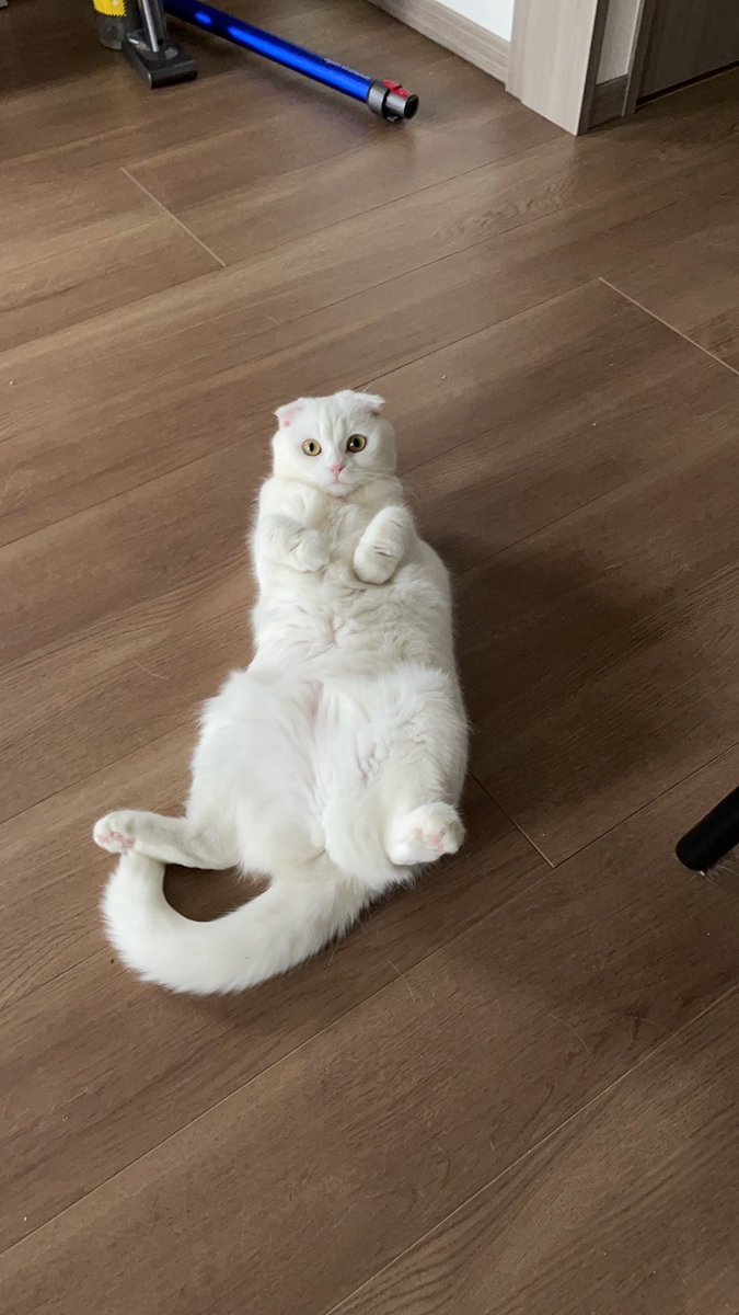 东云Po tweet media