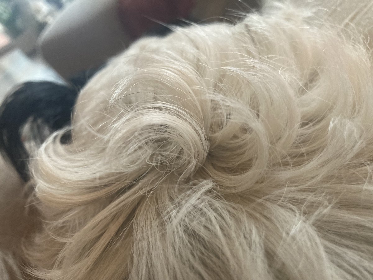 Phra 🦩 WHA brain tweet media