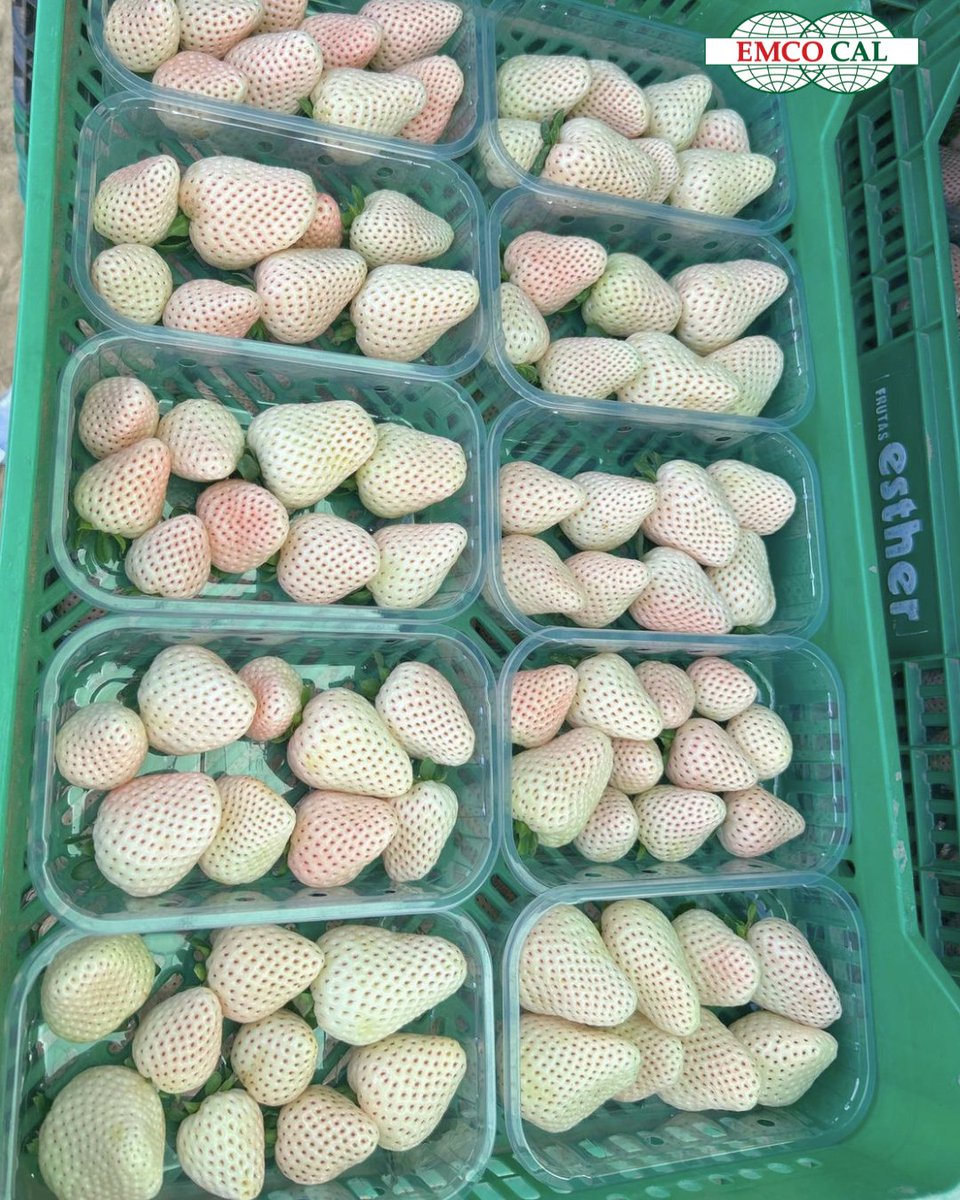 EMCO CAL tweet media