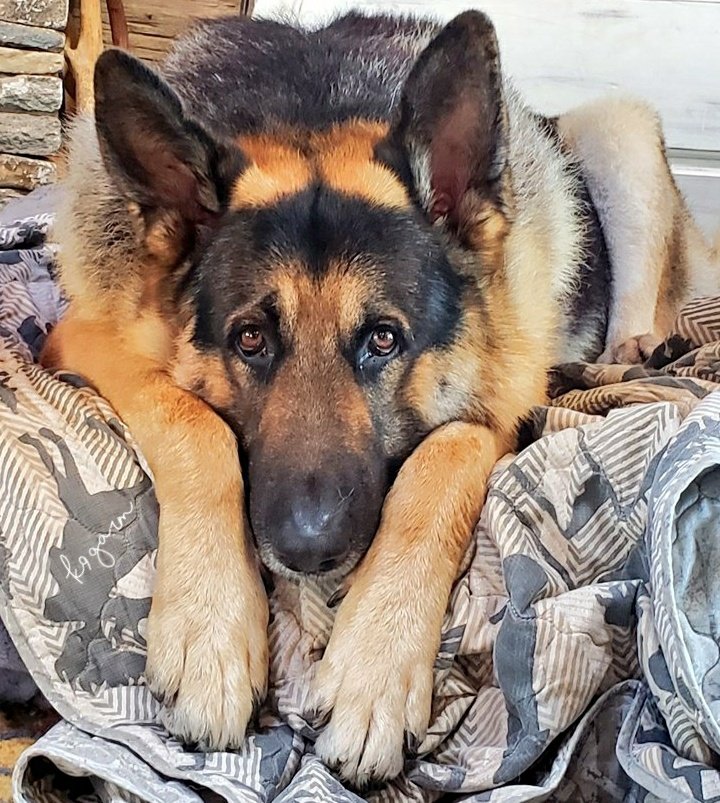 K9Garm tweet media