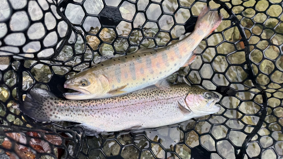 TobyTobyChopper tweet media