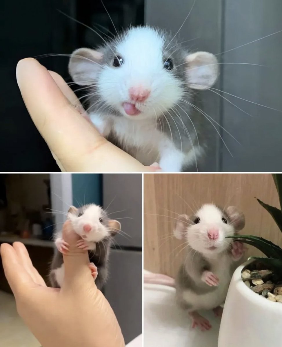 Nature is Phenomenal tweet media