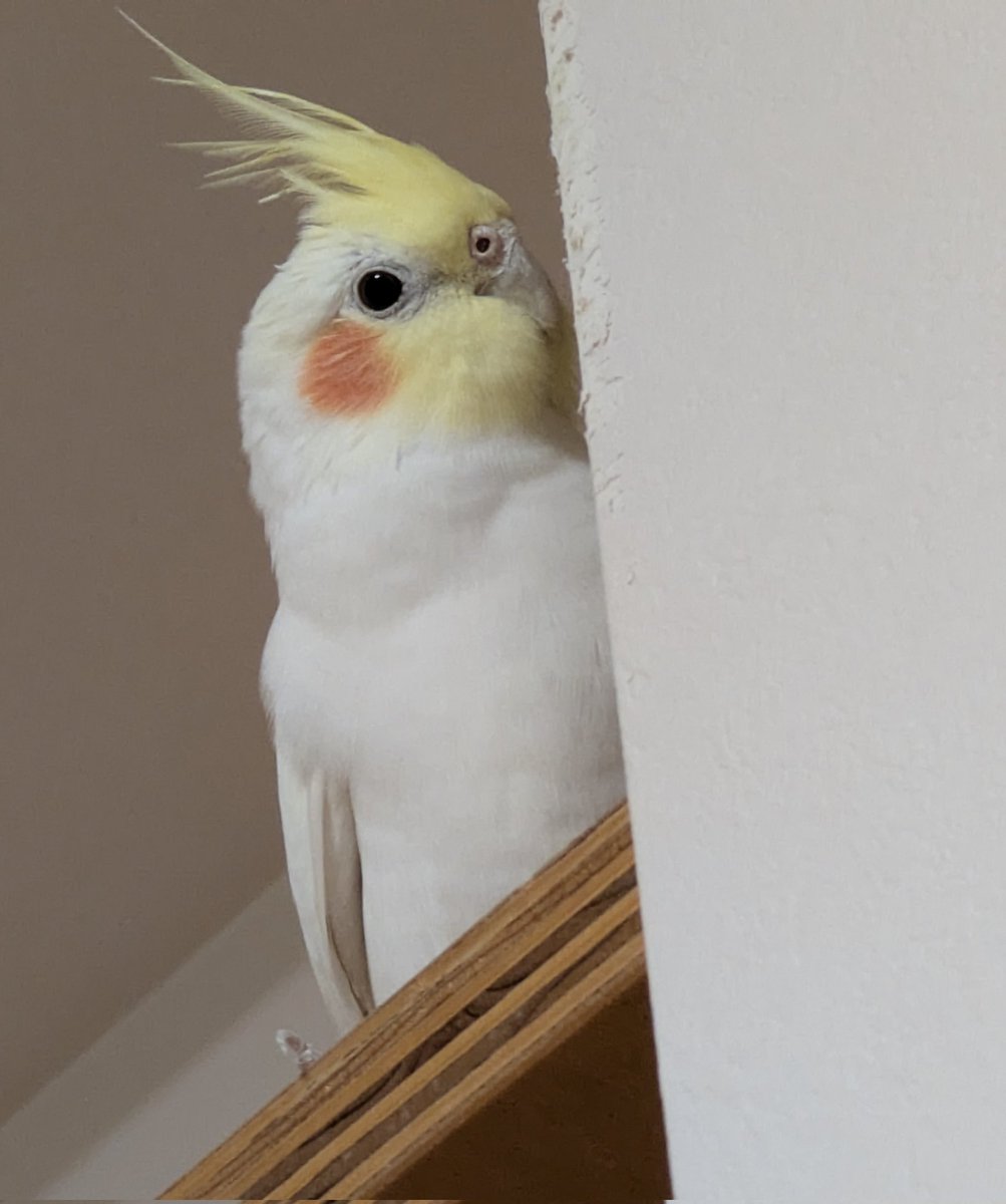 美しい鳥さんの視線👀

#オカメインコ　
#オカメインコのキイ