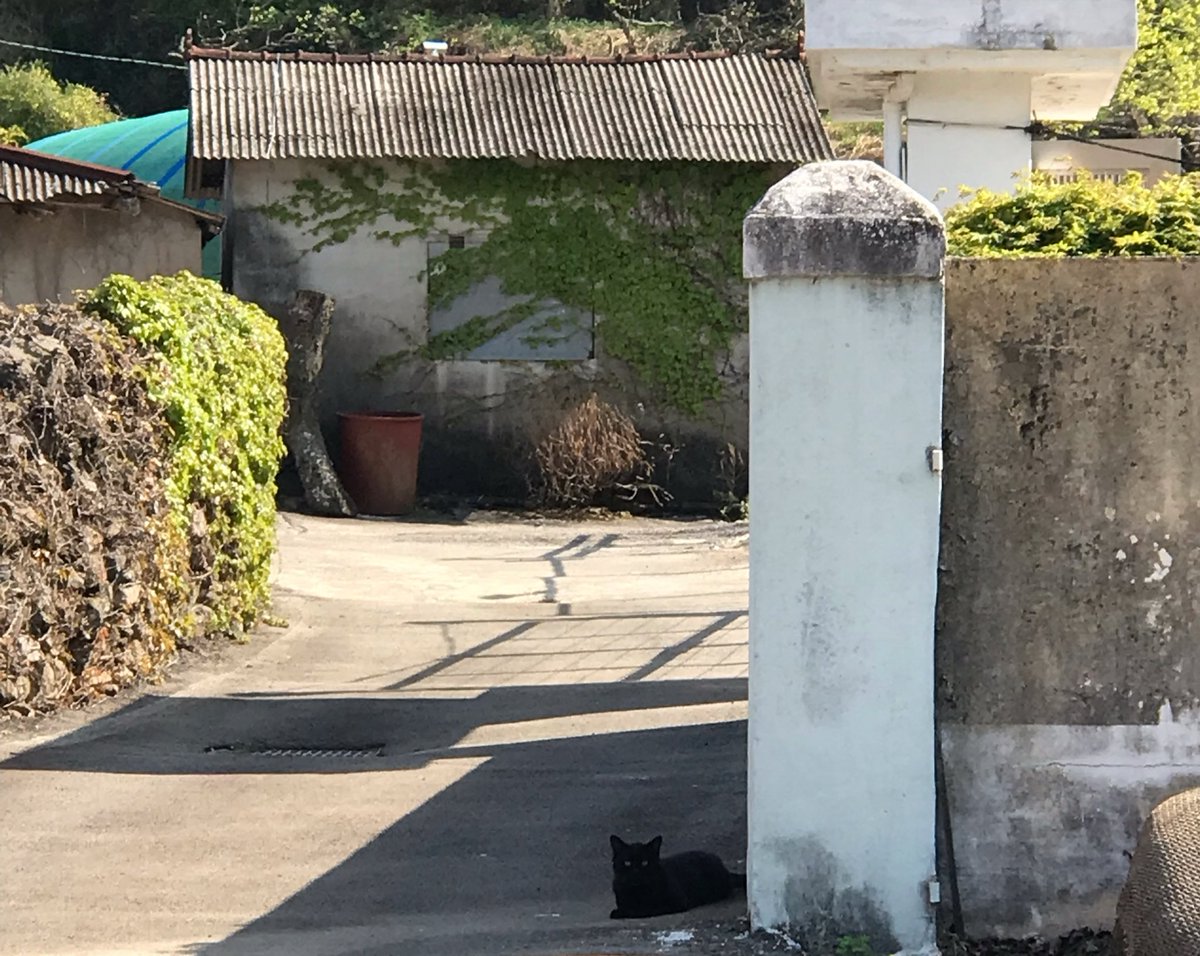 kyokyo tweet media