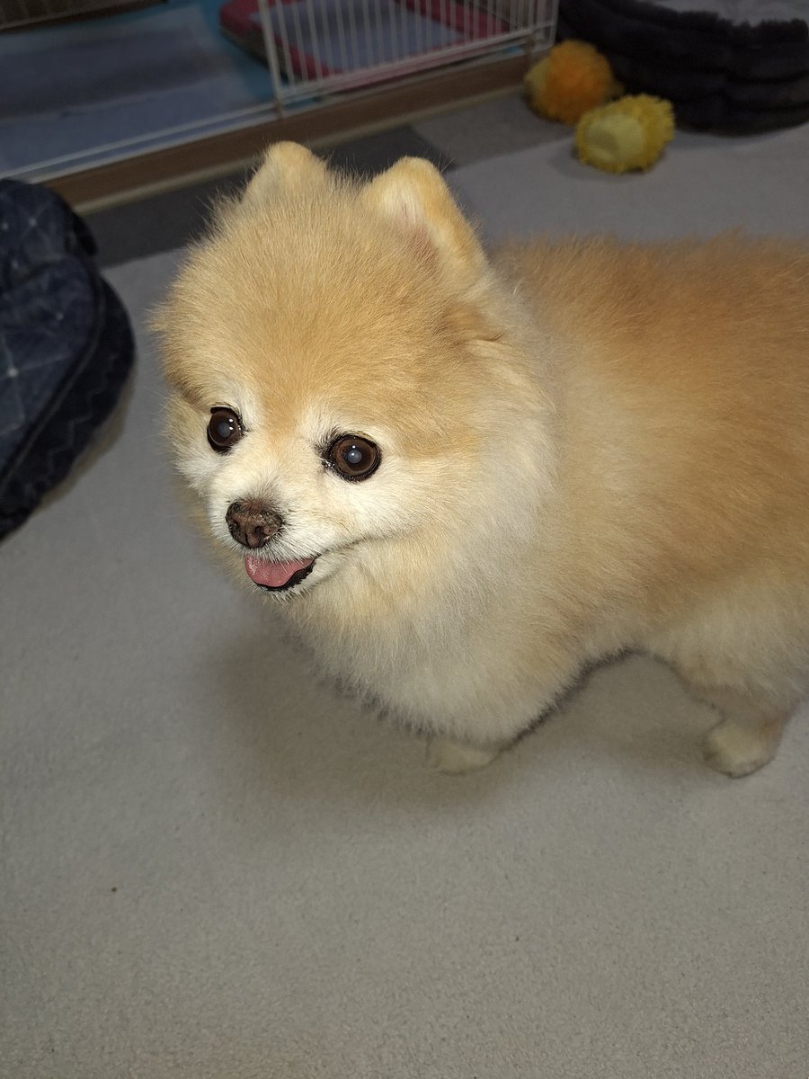 マリンパパ tweet media