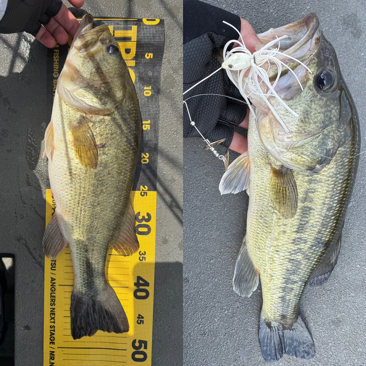 Ryo Sakurai【MPB LURES】【GRAVEL】 tweet media