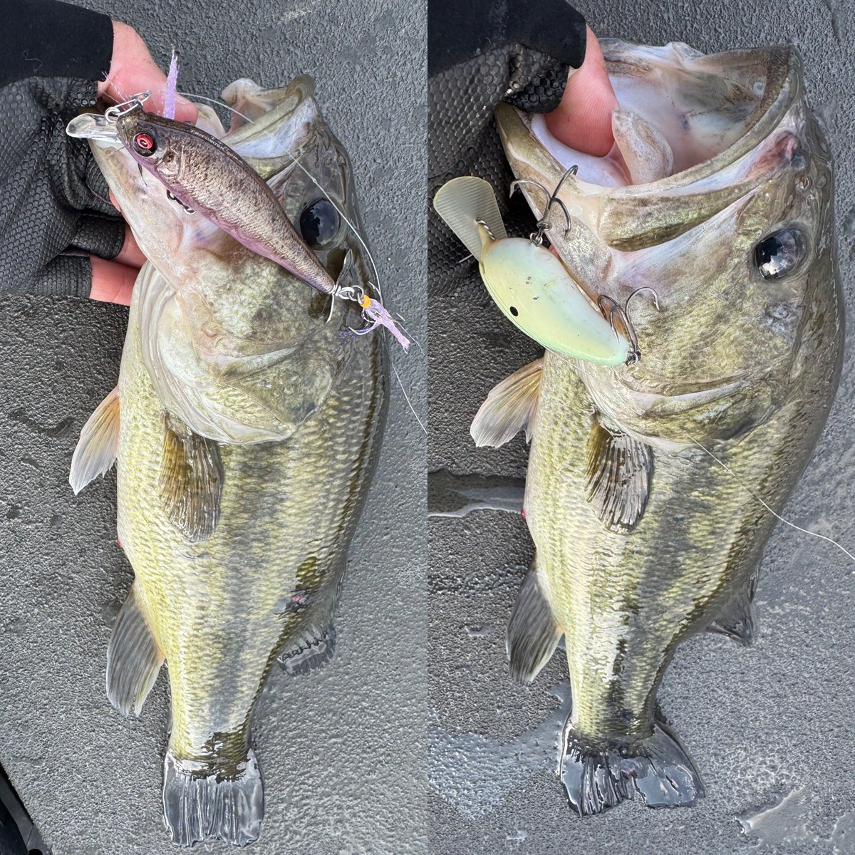 Ryo Sakurai【MPB LURES】【GRAVEL】 tweet media