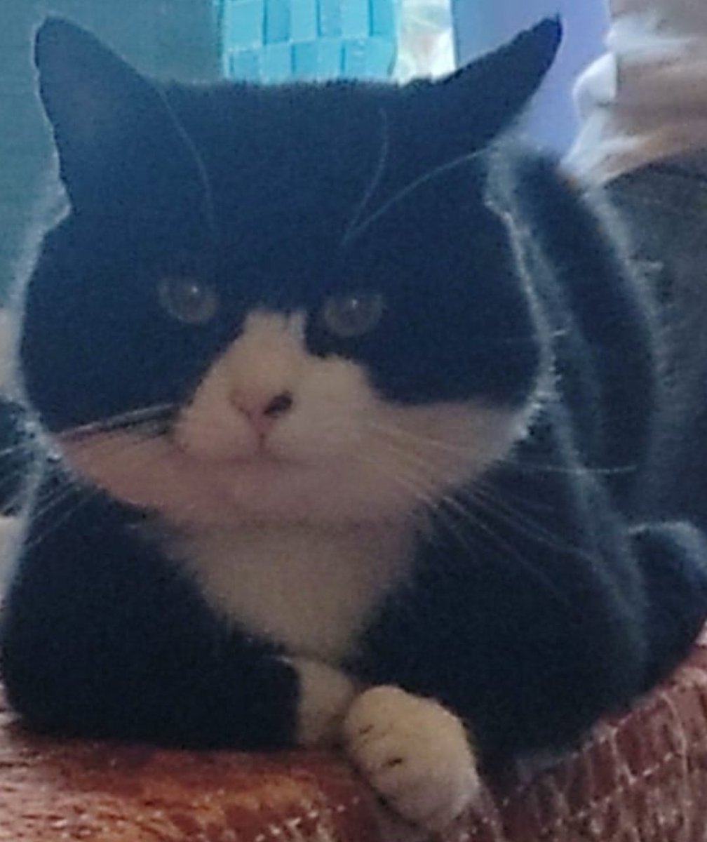 Caesar Himself tweet media