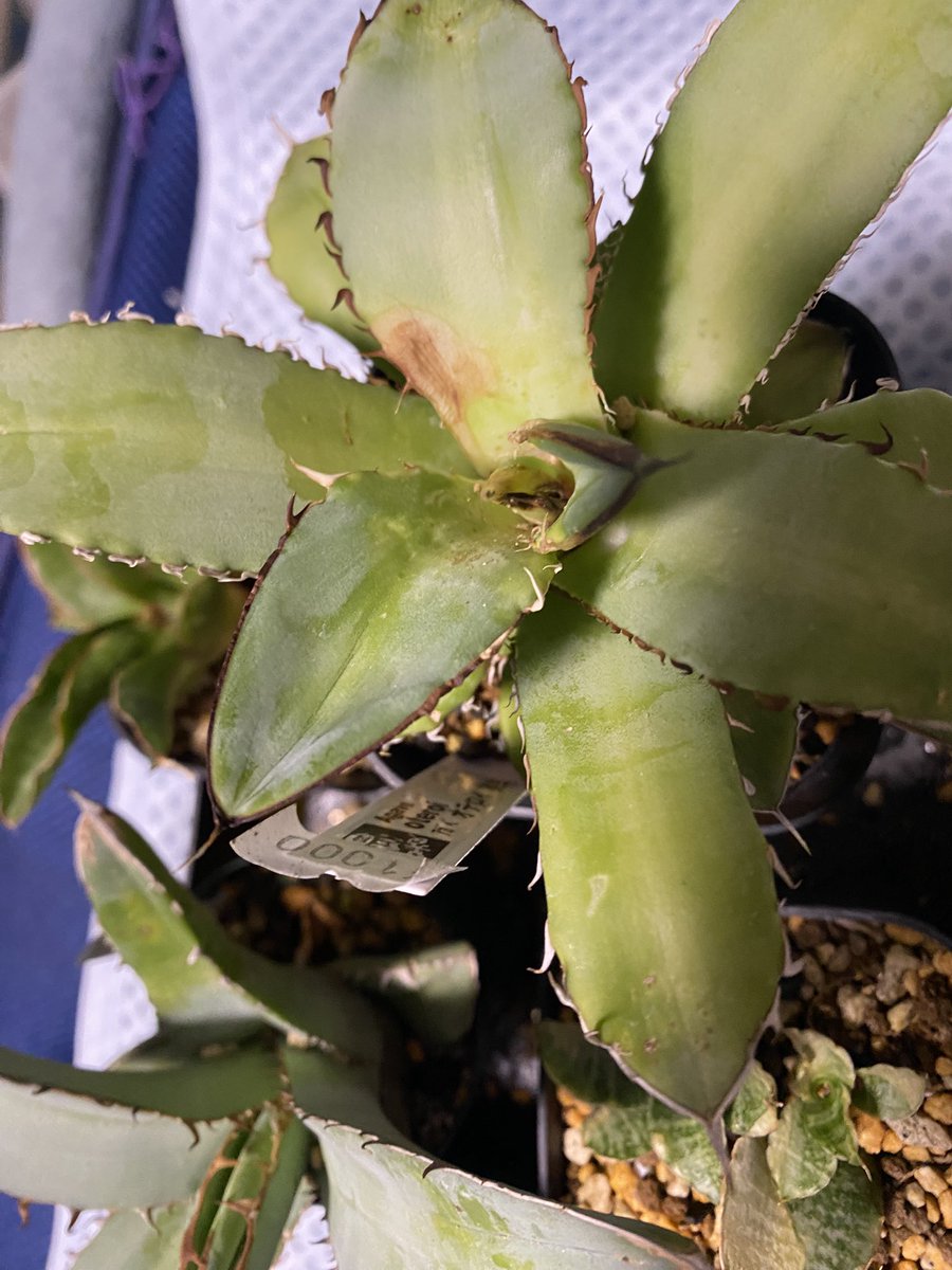 ムーアヒロキングキングモドゥキ tweet media