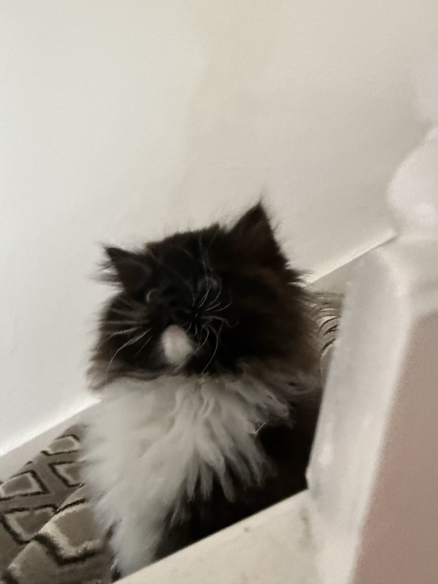 Sarah Evans tweet media