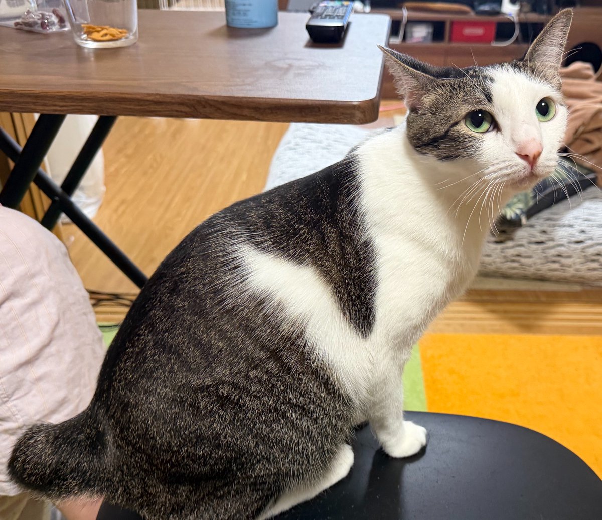 さねあつ tweet media