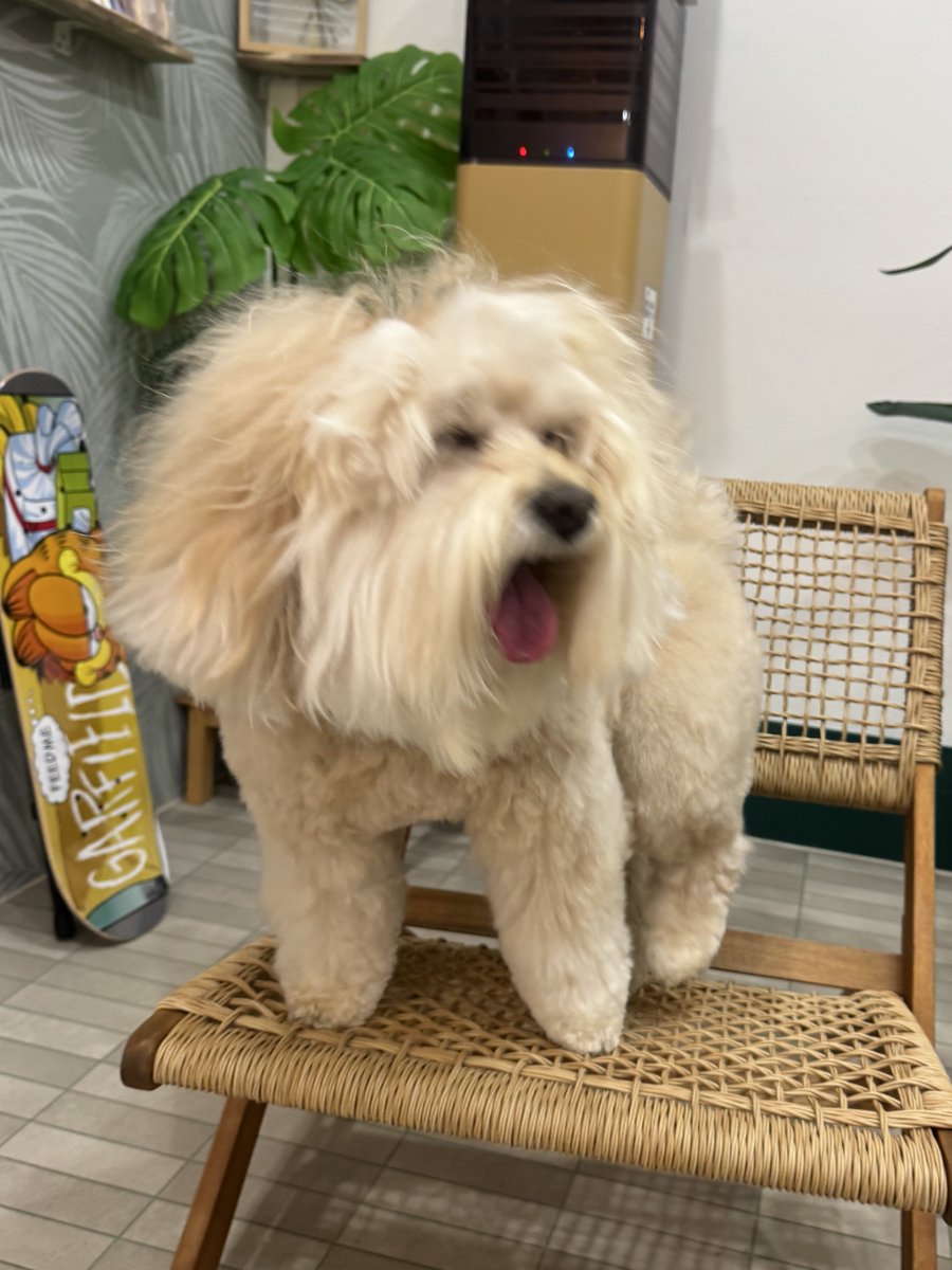 かまぼこ tweet media