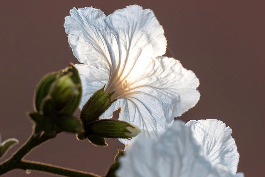 DebraMartz's tweet image. Arriving at Estero Llano Grande State Park in TX at opening time, I spotted the light shining through the bloom of the Mexican Olive Tree.

debra-martz.pixels.com/featured/backl…
@DebraMartz
#MexicanOlive #tree #white #bloom #flower #giftideas #backlit #nature #photography #beautyInNature